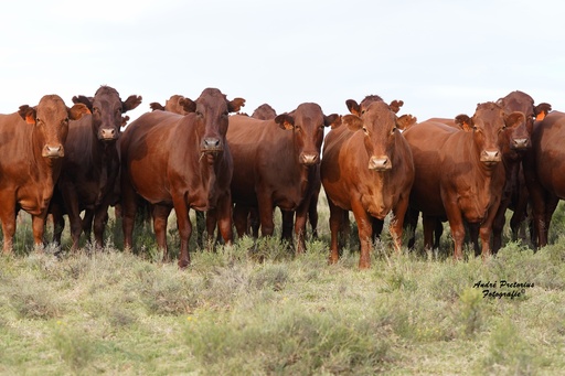 Guide to Basic Herd Management